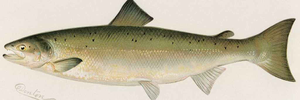 Hand colored scientific illustration of a green and creamy fish